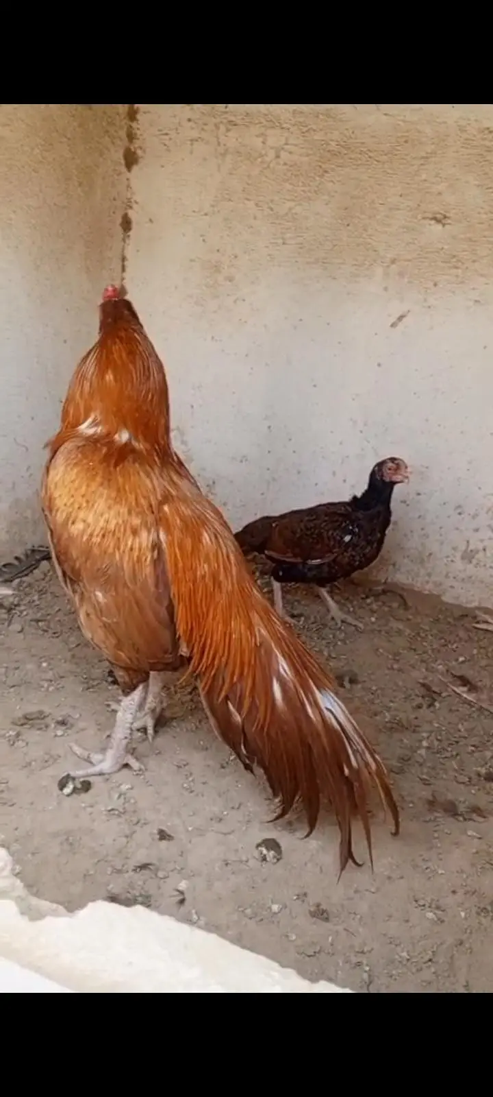 Aseel peela zehreela — photo 3
