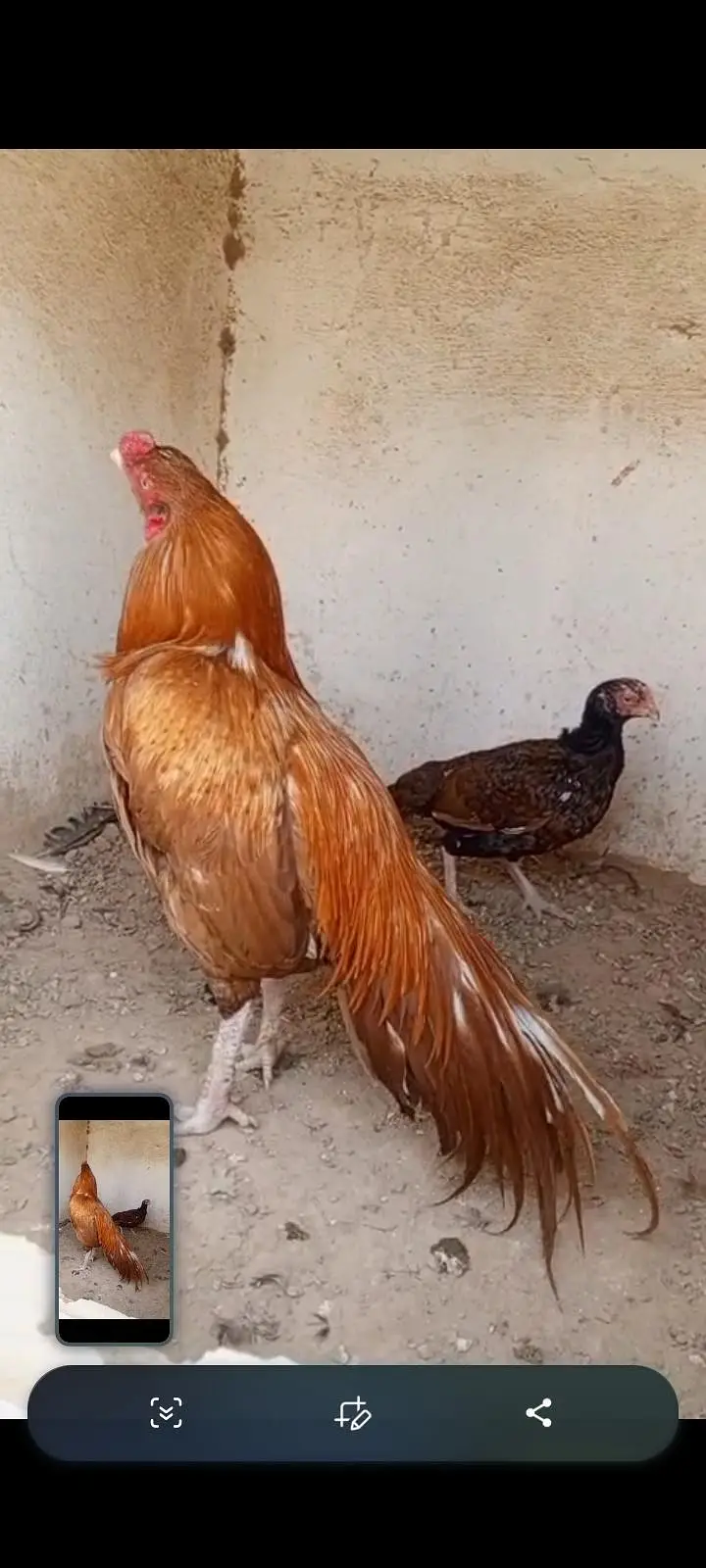 Aseel peela zehreela — photo 4
