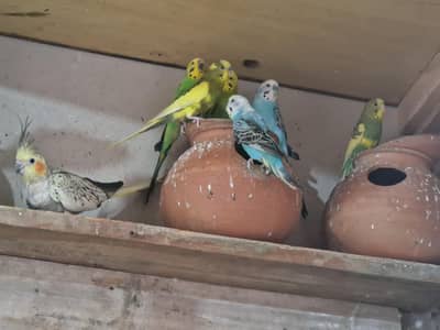 Australian parrot