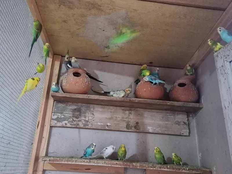 Australian parrot — photo 2