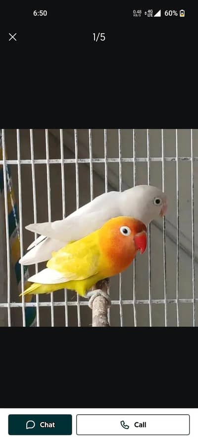 Halide and Active Brader Pair beautiful 