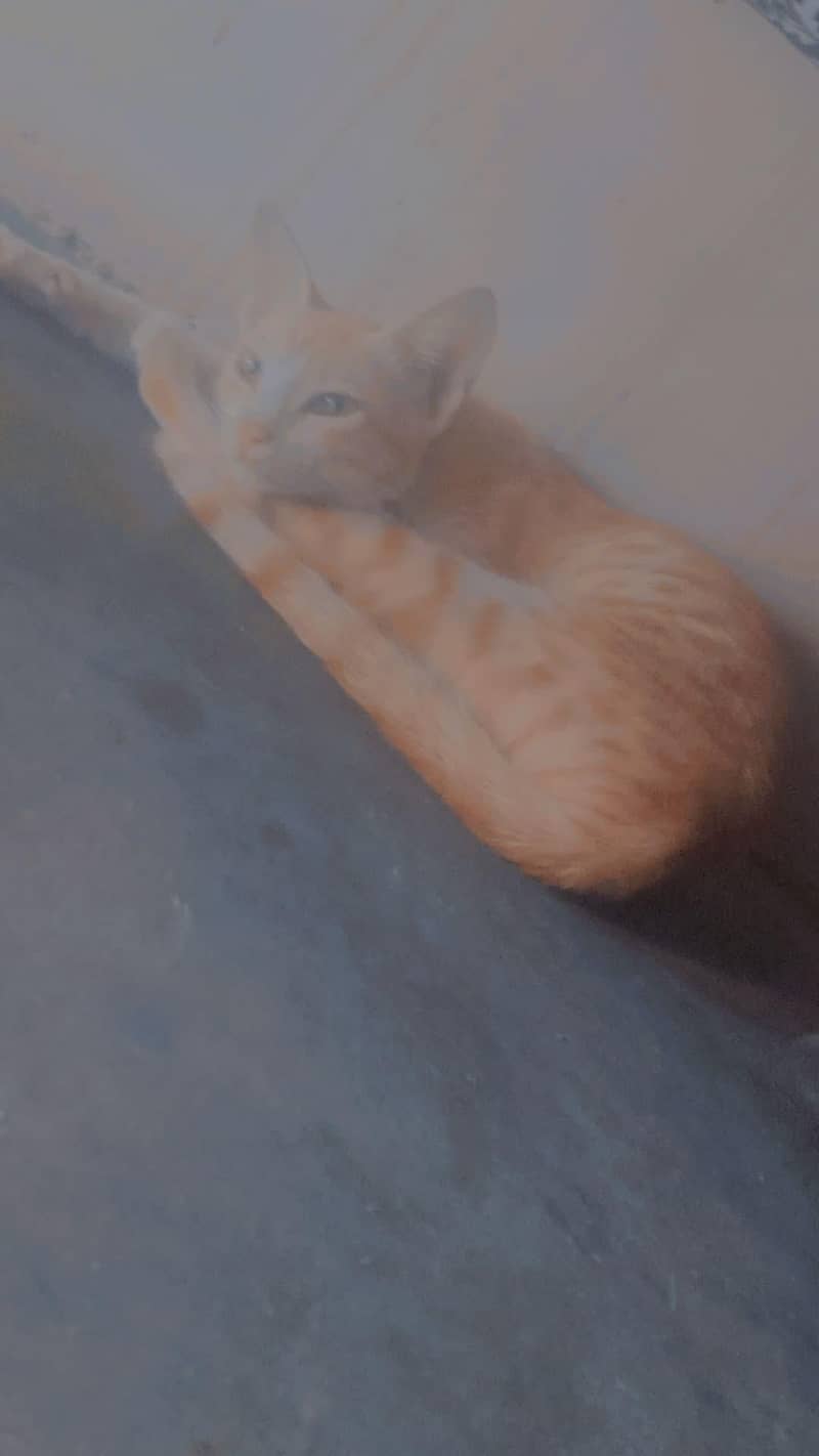 abimail 1