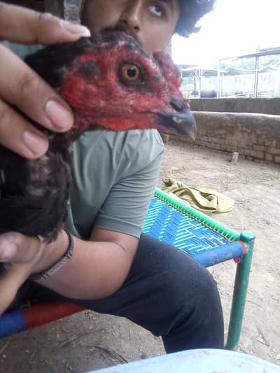 birrd
