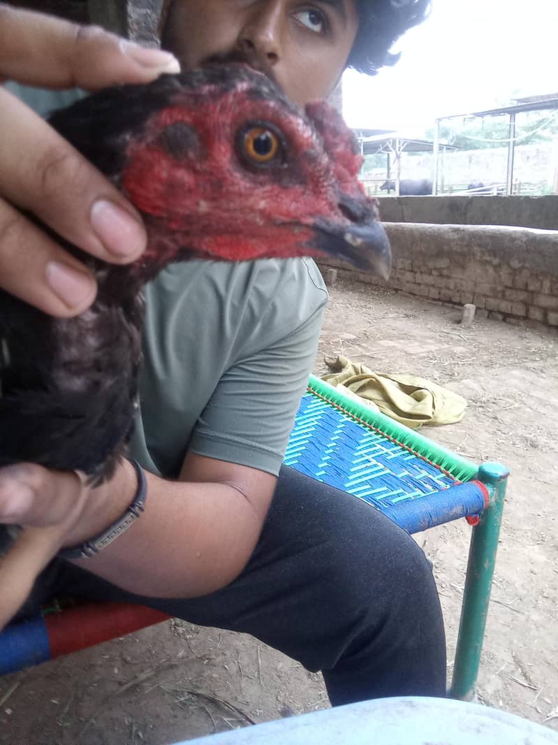 birrd 0
