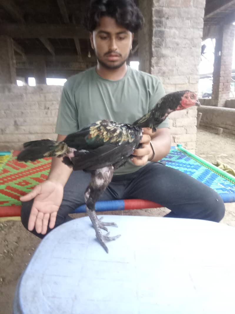 birrd 1