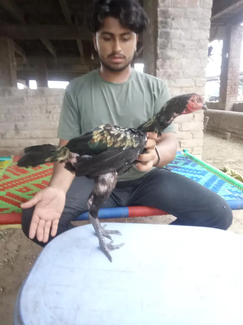 Thai asel /black jawa/achi quality Ka bird a — photo 2