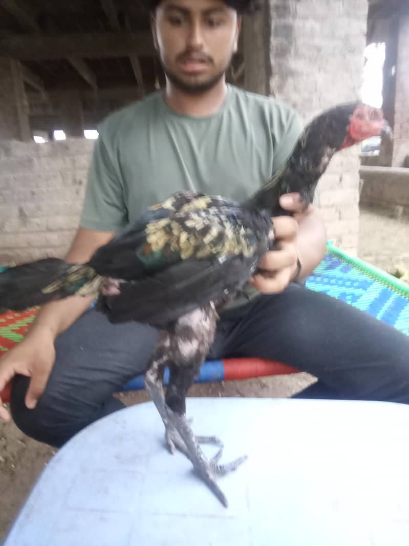 birrd 2