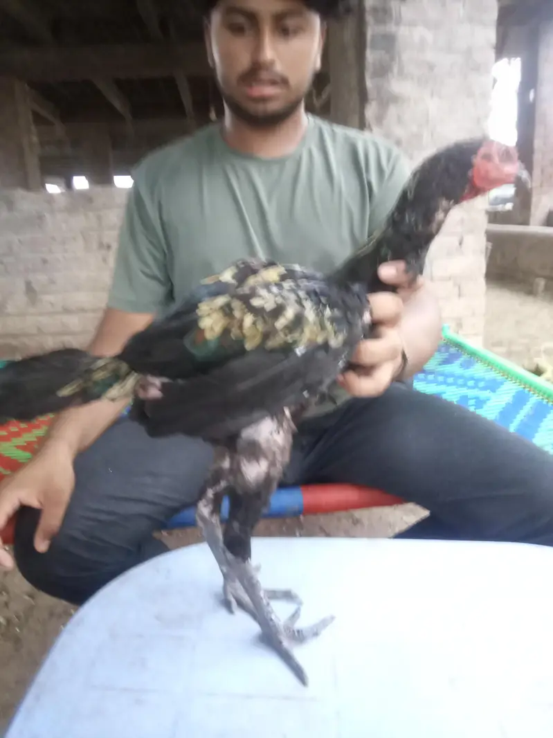 Thai asel /black jawa/achi quality Ka bird a — photo 3