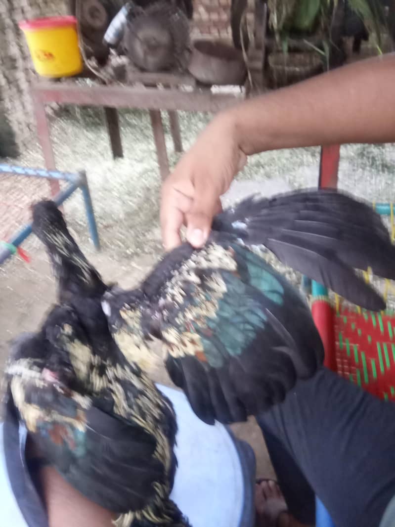 birrd 3