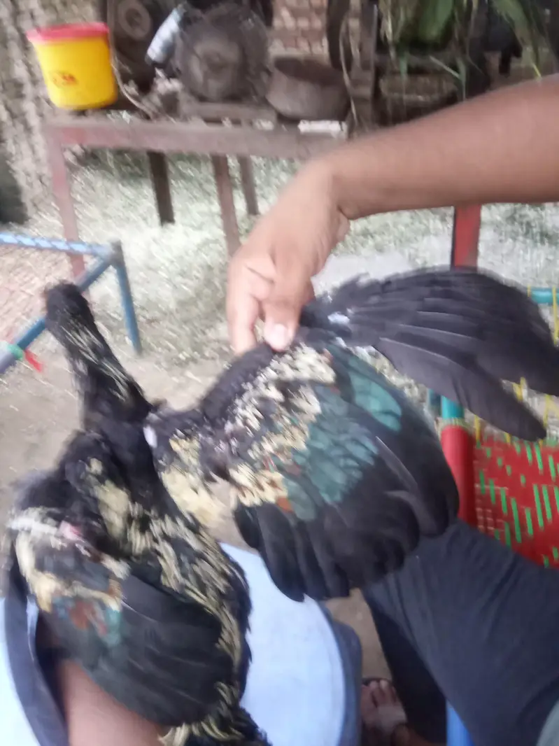 Thai asel /black jawa/achi quality Ka bird a — photo 4