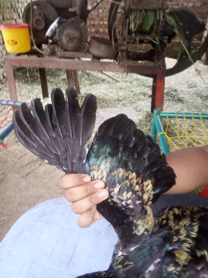 birrd 4