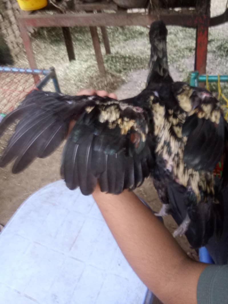 birrd 5