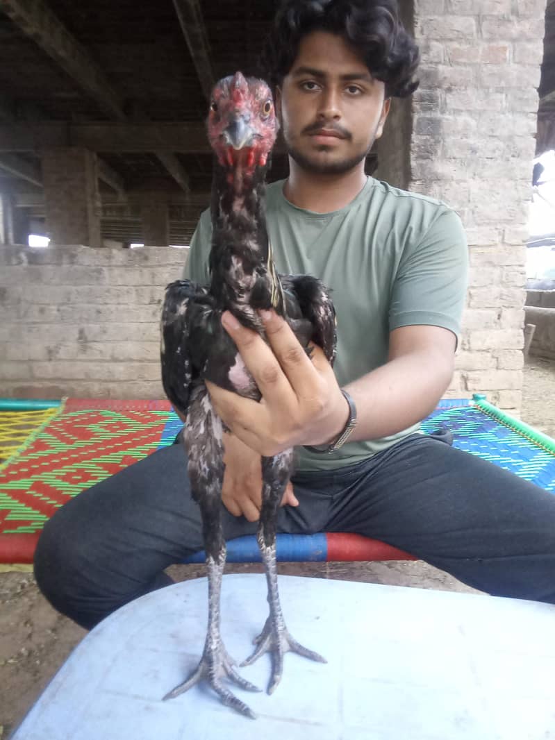 birrd 6