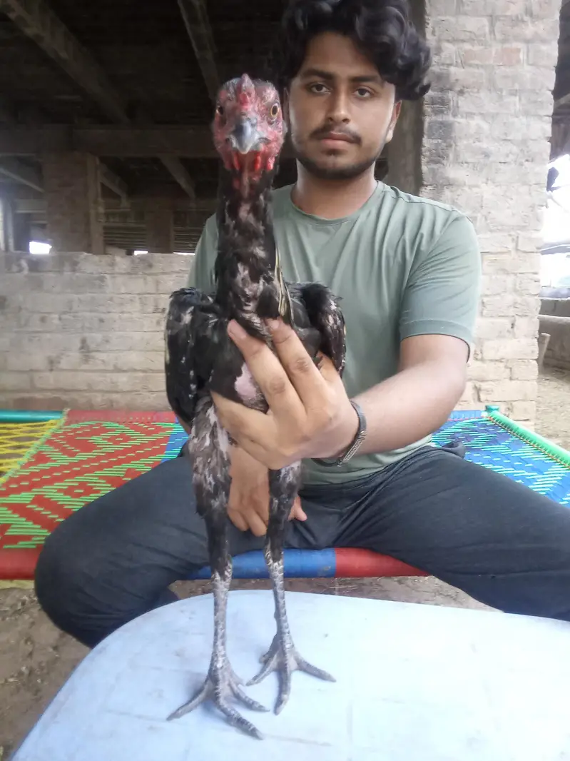 Thai asel /black jawa/achi quality Ka bird a — photo 7