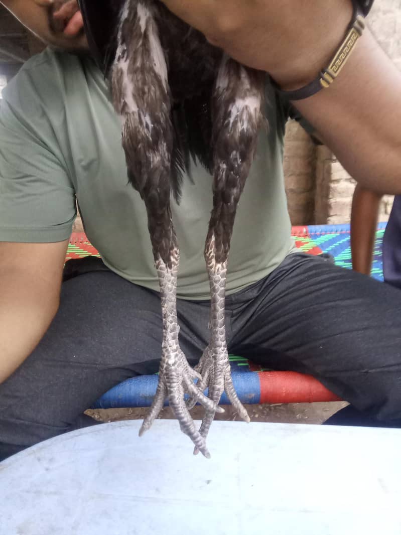 birrd 7
