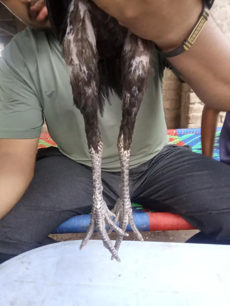 Thai asel /black jawa/achi quality Ka bird a — photo 8