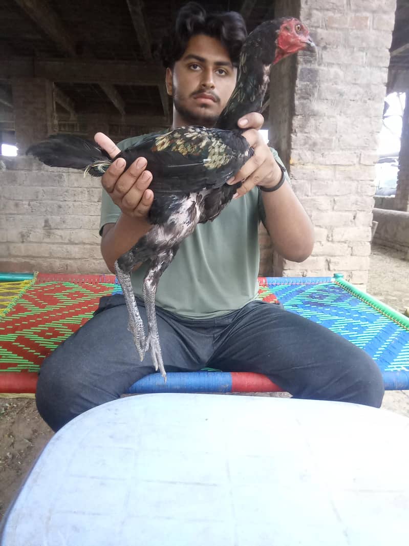 birrd 8