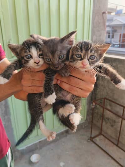 5 Beautiful Kittens - Need person who can adopt properly 03190252896