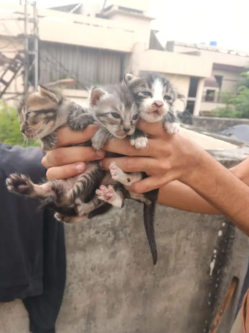 5 Beautiful Kittens - Need person who can adopt properly 03190252896 — photo 3