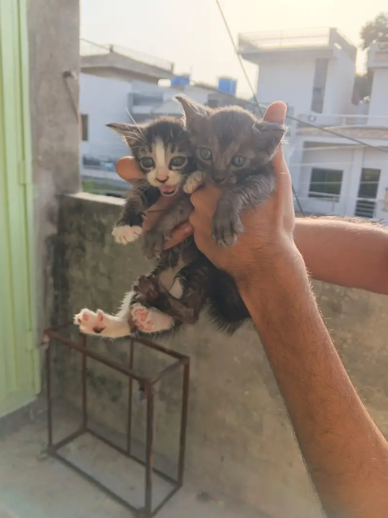 5 Beautiful Kittens - Need person who can adopt properly 03190252896 — photo 7