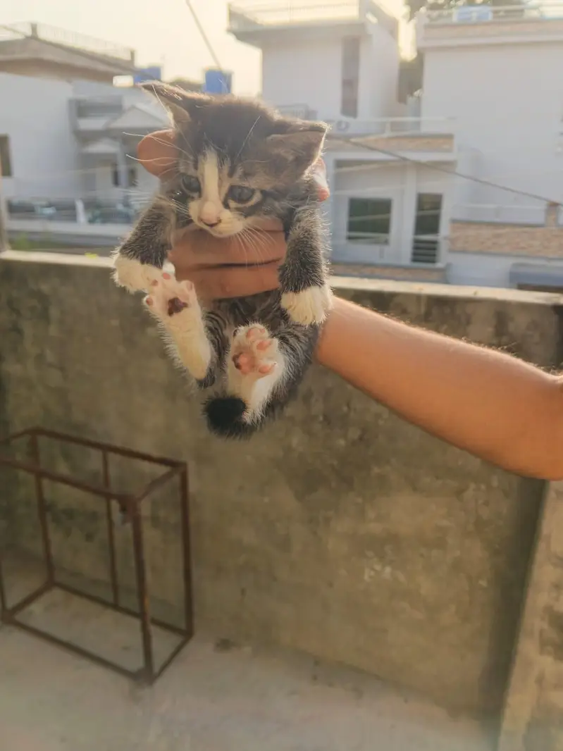 5 Beautiful Kittens - Need person who can adopt properly 03190252896 — photo 8