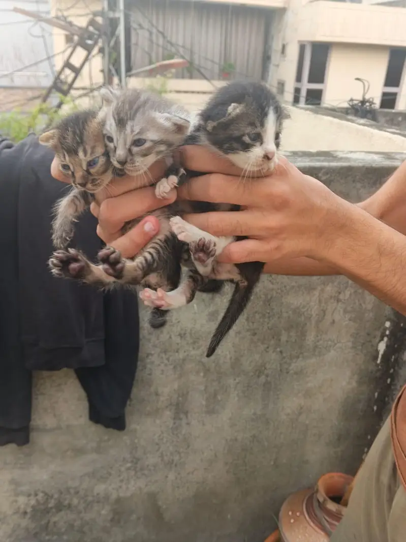 5 Beautiful Kittens - Need person who can adopt properly 03190252896 — photo 5