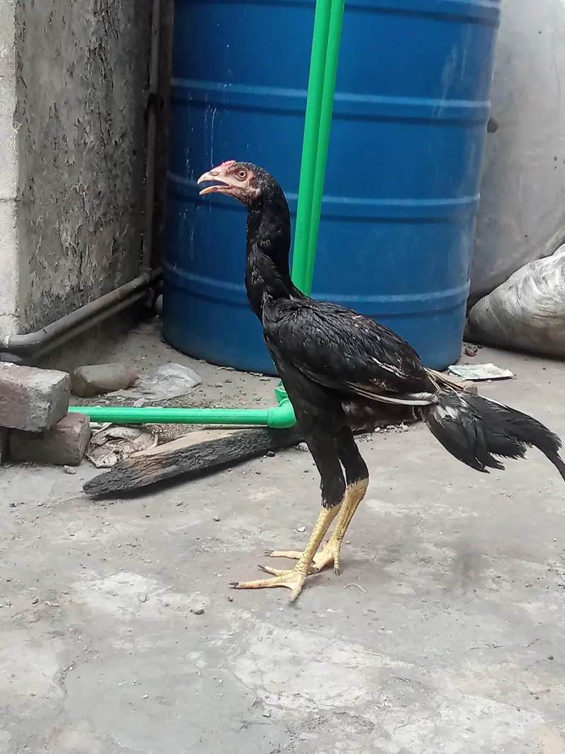 Aseel thai — photo 2