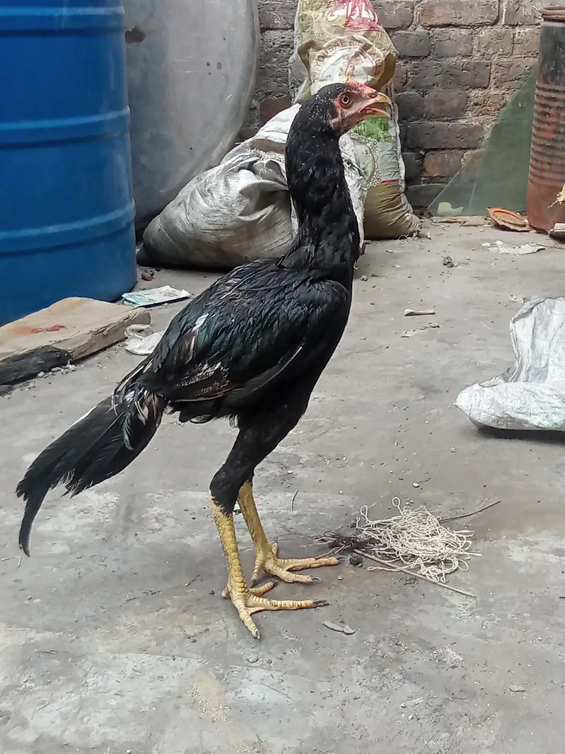 Aseel thai — photo 3
