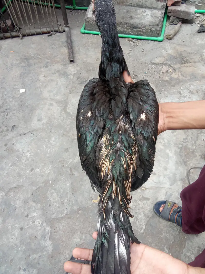 Aseel thai — photo 6