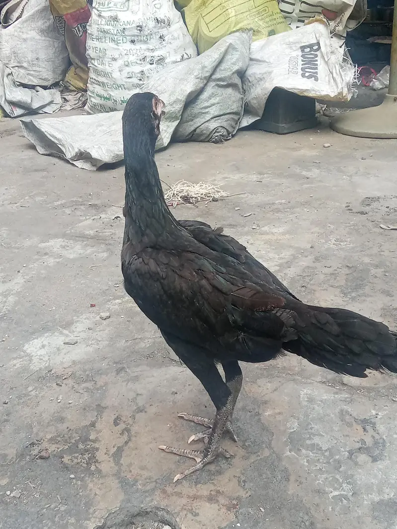 Aseel thai — photo 8