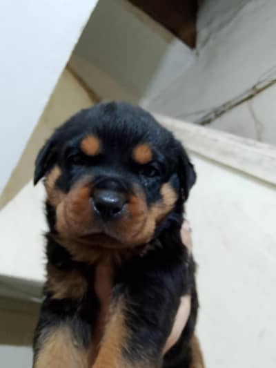rottweiler puppies