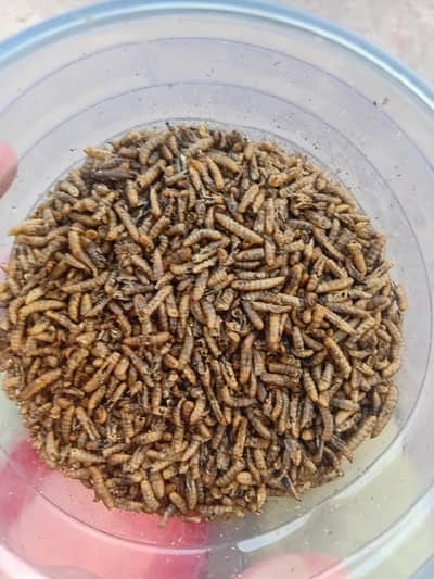Dry Meal Worms / fresh Worms