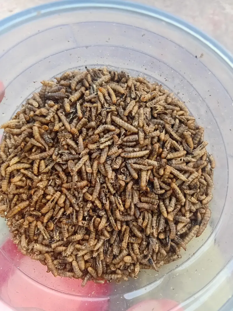 Dry Meal Worms / fresh Worms — photo 2
