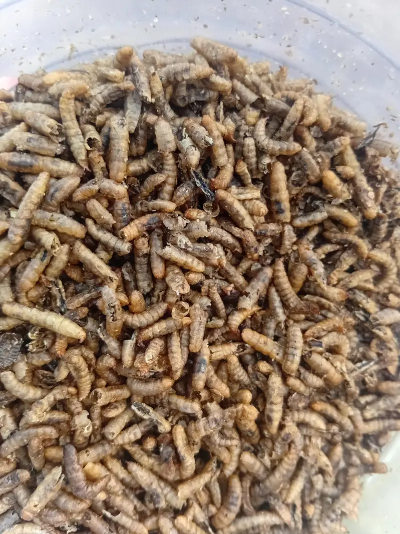 Dry Meal Worms / fresh Worms — photo 3