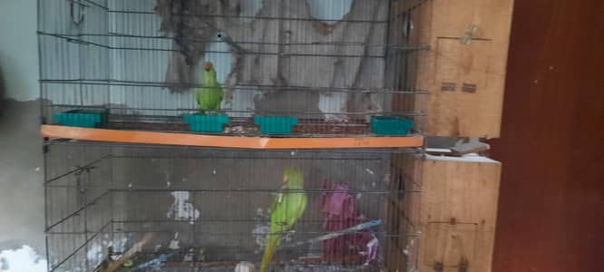1 talking female 1 baby parrot for sale