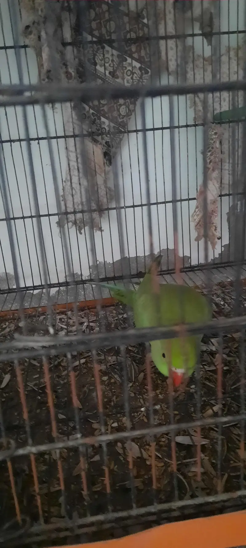 1 talking female 1 baby parrot for sale — photo 2