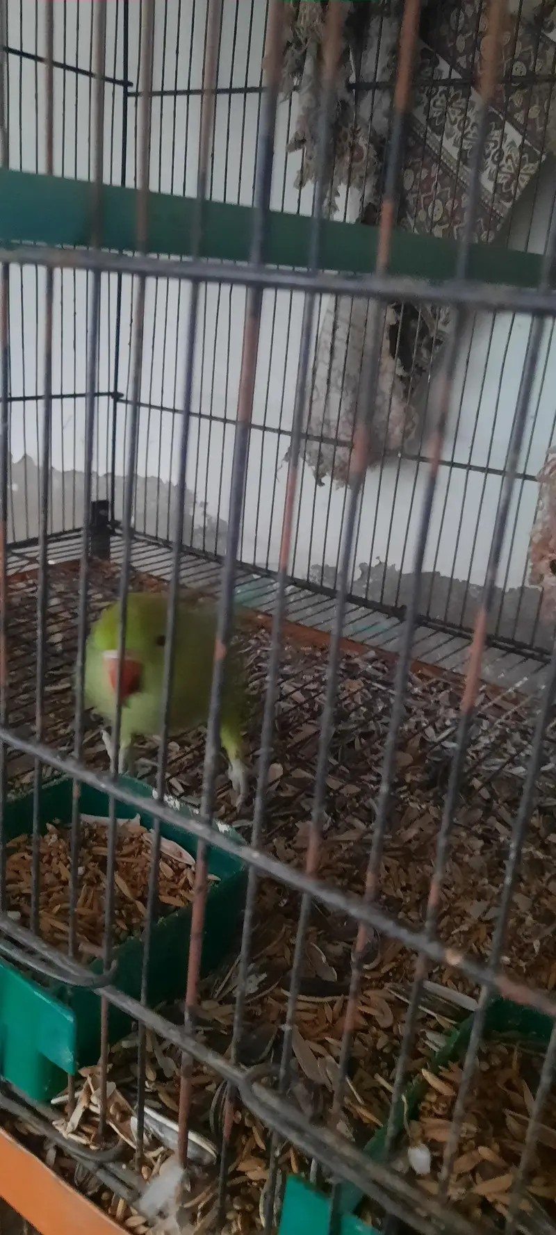 1 talking female 1 baby parrot for sale — photo 3