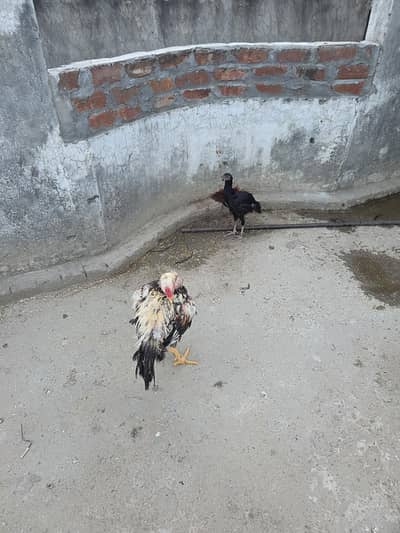 seel hens