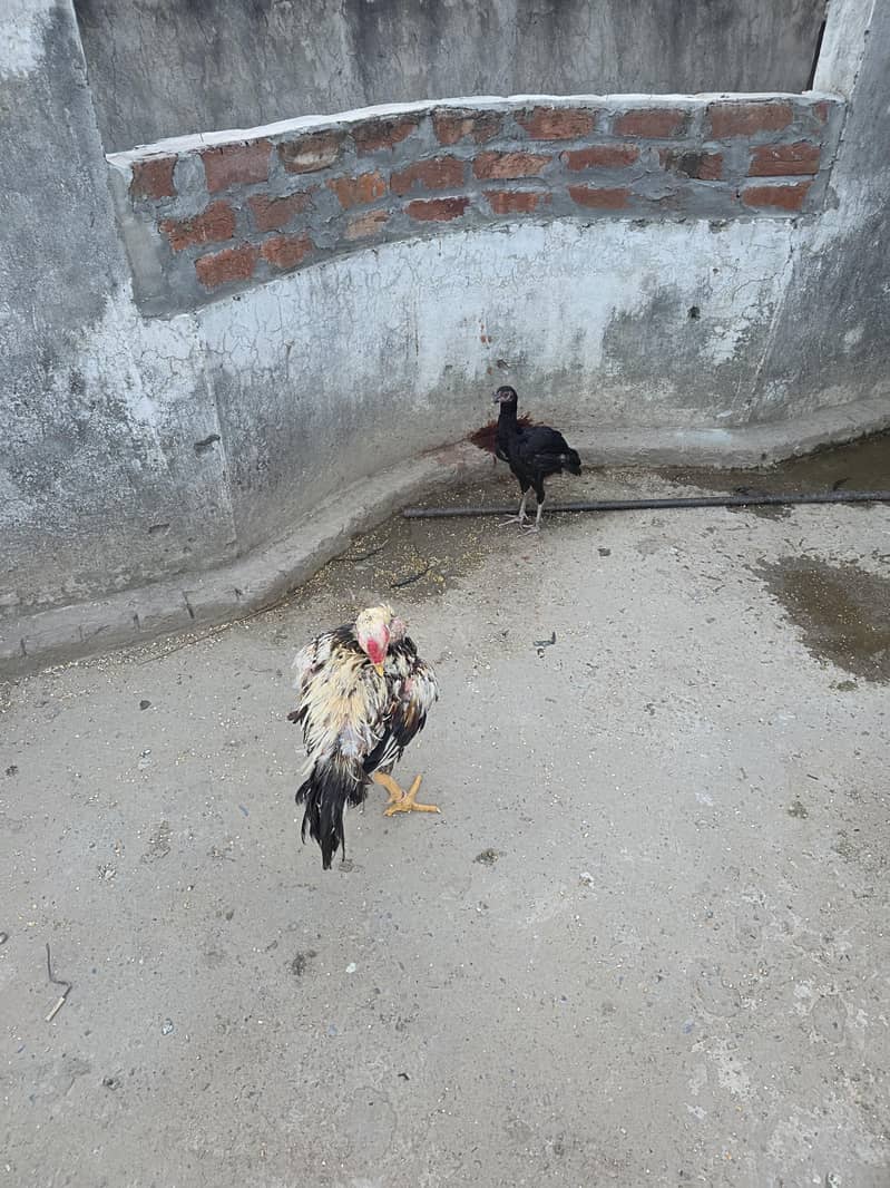 seel hens 0
