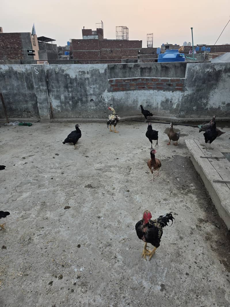 seel hens 1