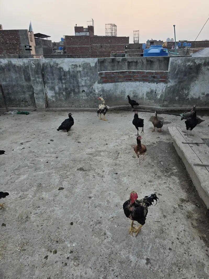 seel hens — photo 2