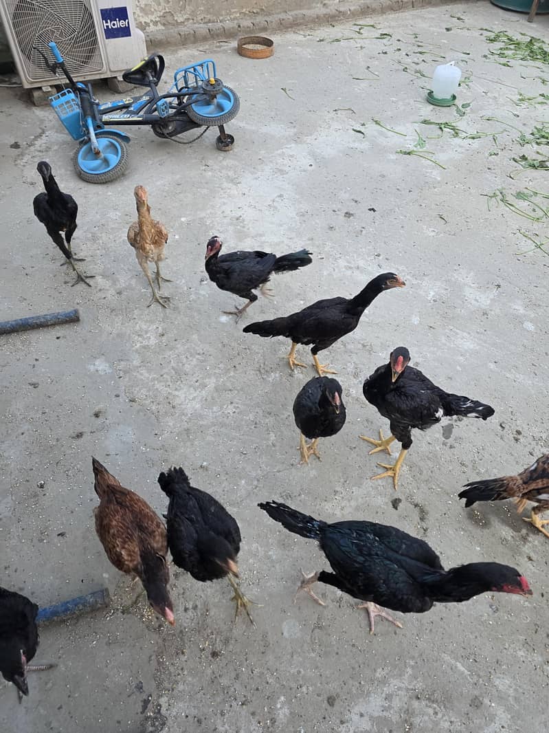 seel hens 2
