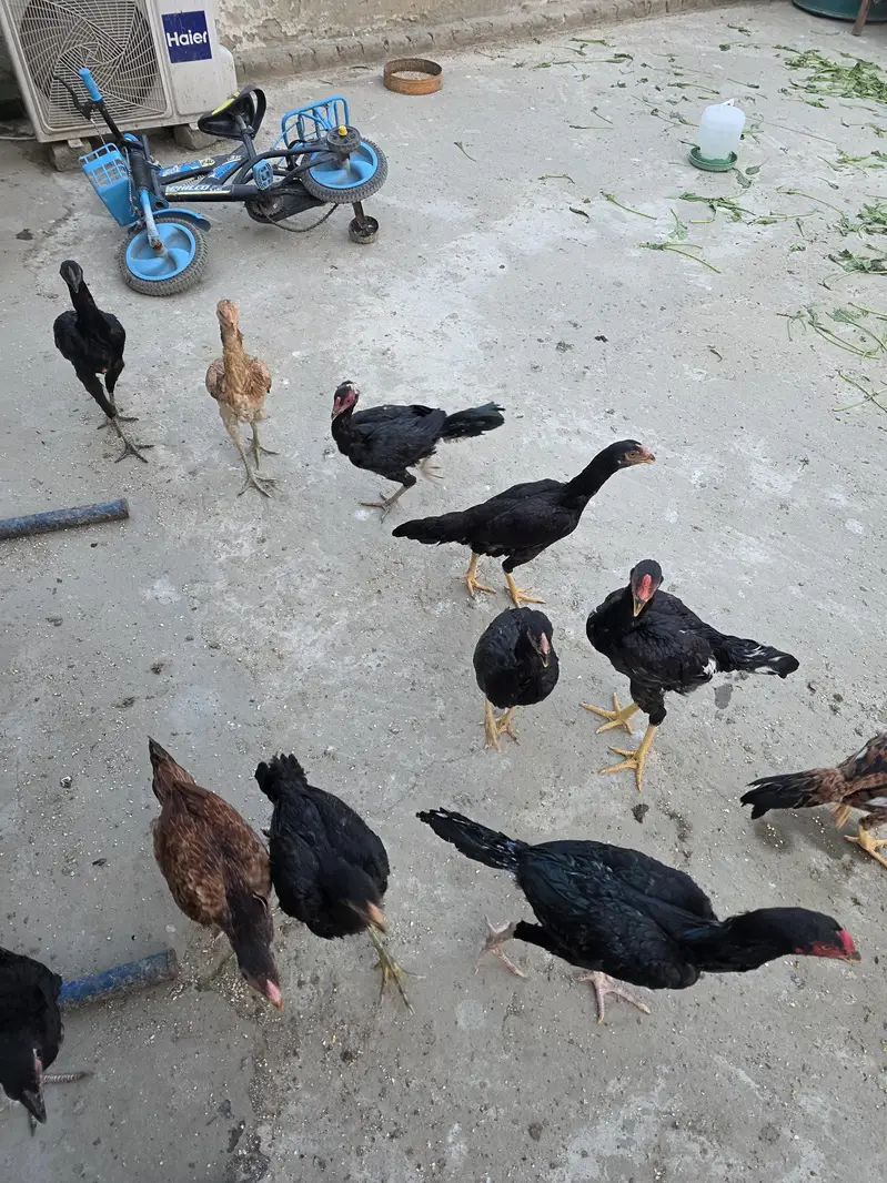 seel hens — photo 3