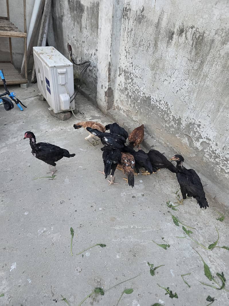 seel hens 4