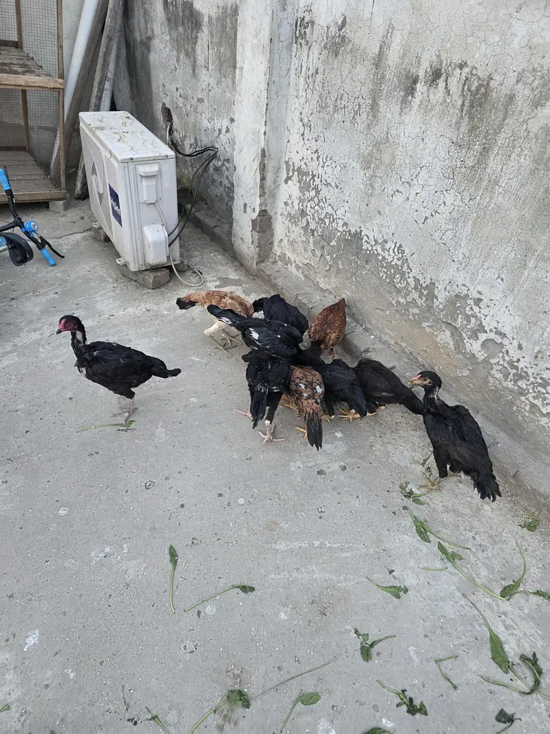seel hens — photo 5