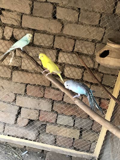 Budgies. Parrot setup