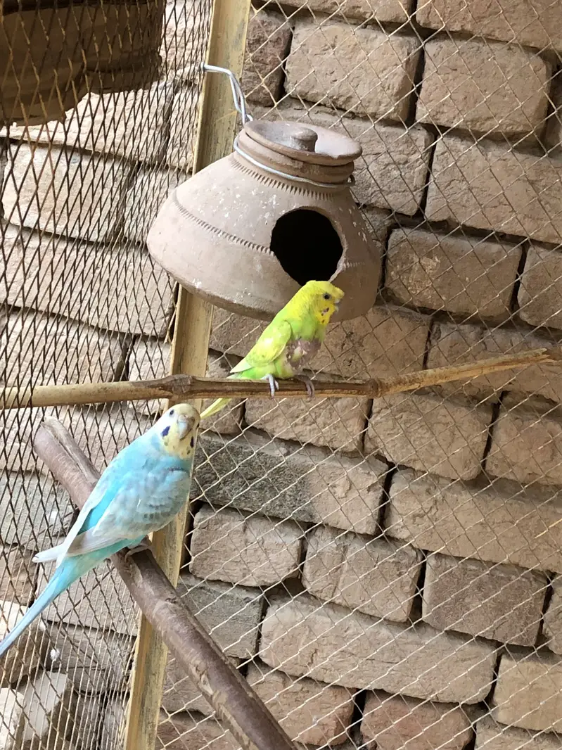 Budgies. Parrot setup — photo 2