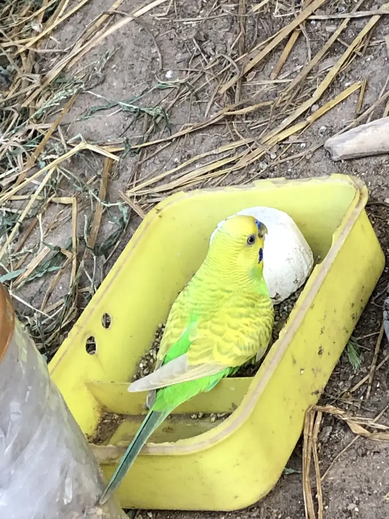Budgies. Parrot setup — photo 3