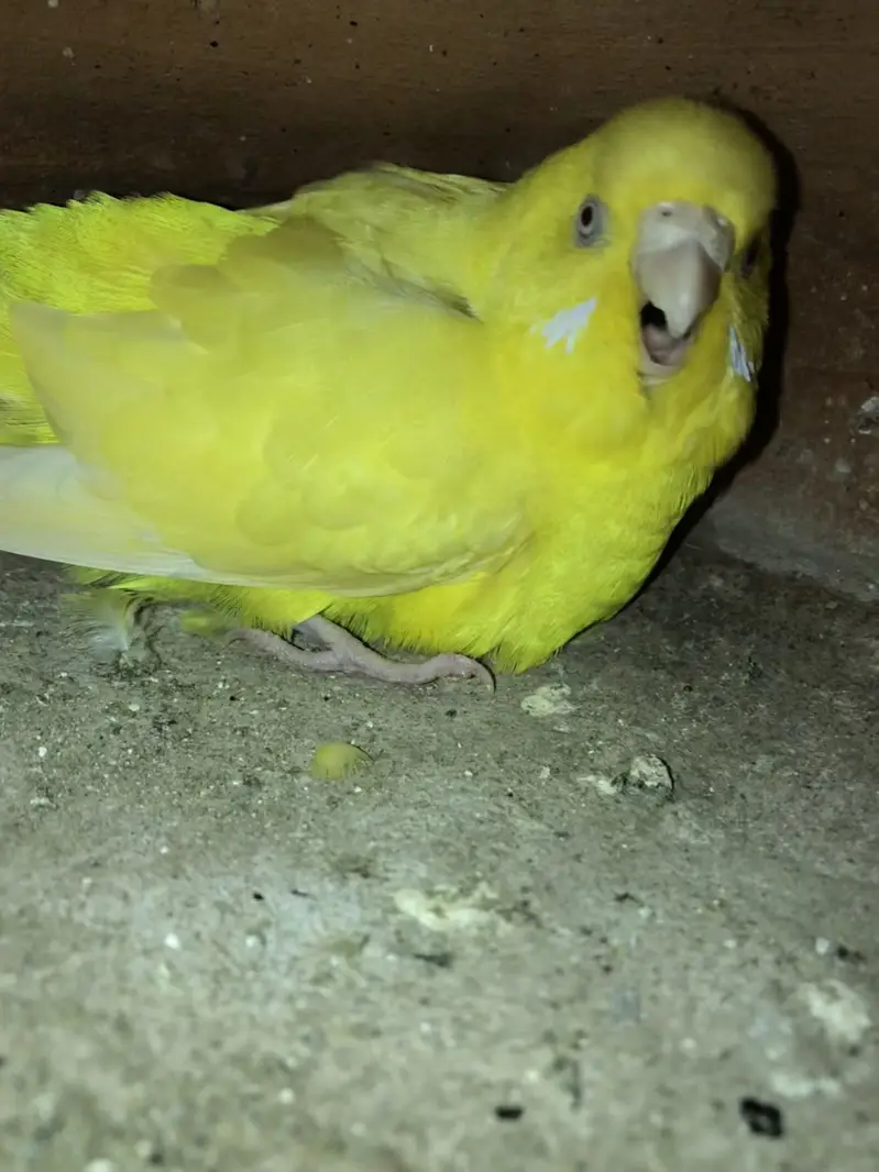 Budgies. Parrot setup — photo 4