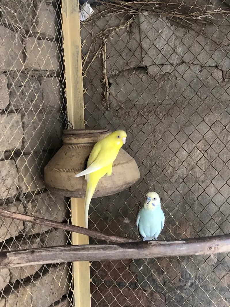 Budgies. Parrot setup — photo 5